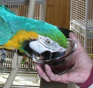 Blue and Gold Macaw Facts