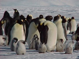 Do Penguins Mate For Life - Here is Your Answer