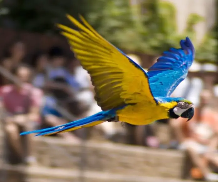 facts about parrots for kids1 - Birds Flight