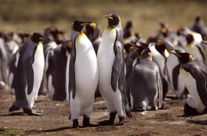 penguins pictures